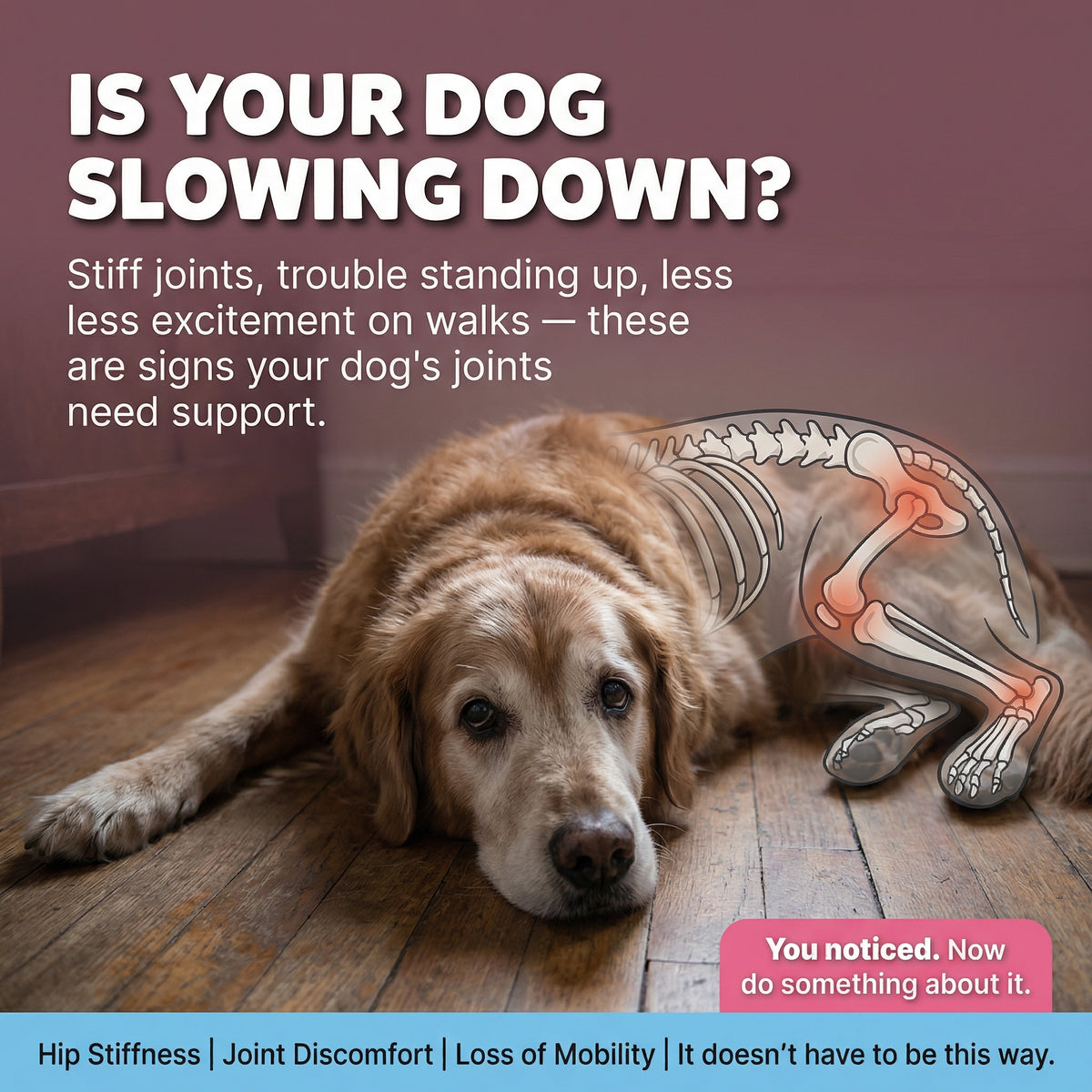 MobilePaws