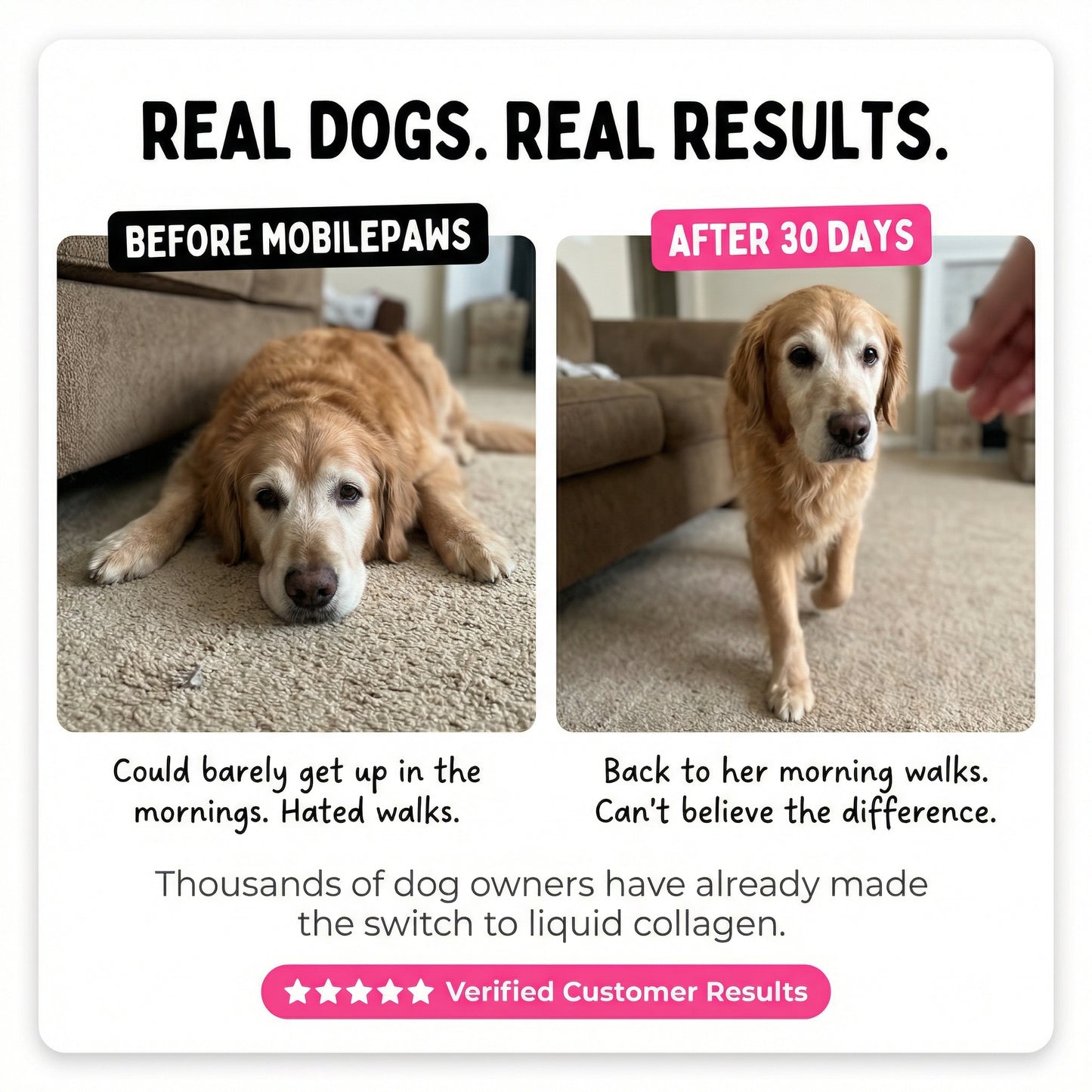 MobilePaws