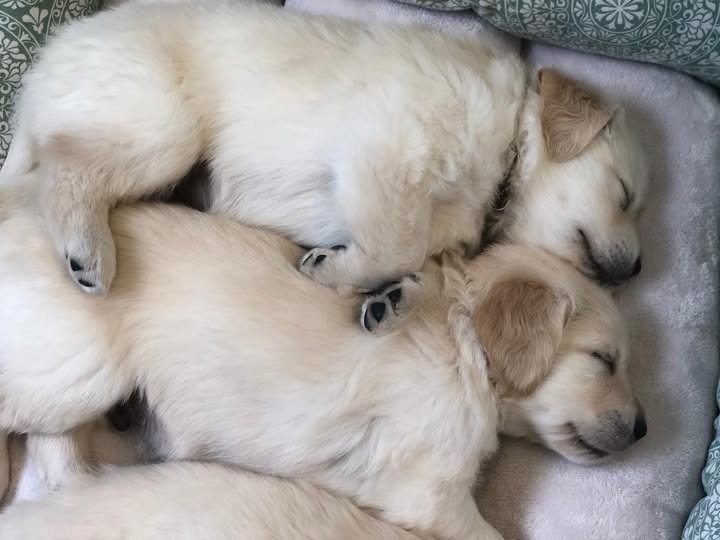 They Rest So Peacefully Now