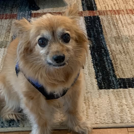 Senior Dog, New Lease On Life