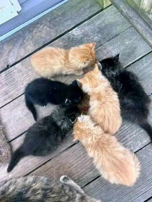 Whole little crew is calmer now