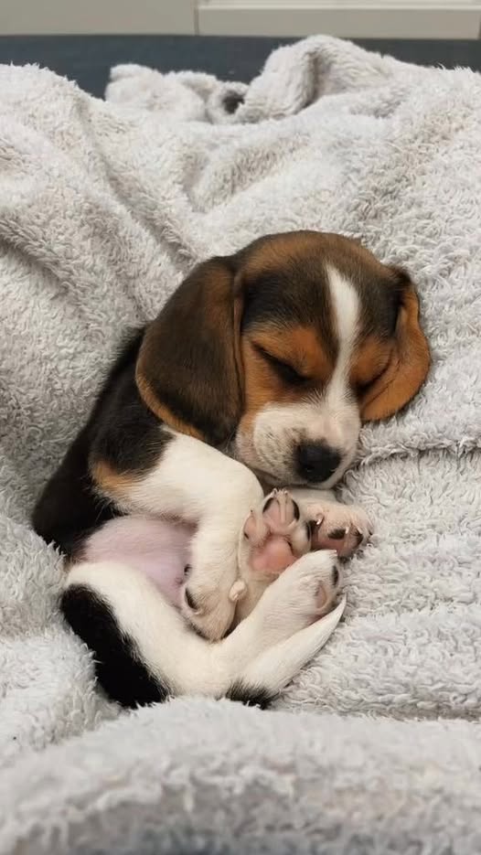 Sleeps So Much Better