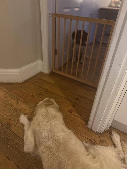 Helped him settle when we’re apart