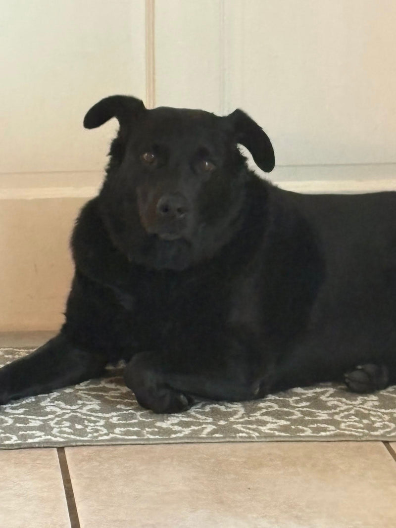 My dog finally relaxes